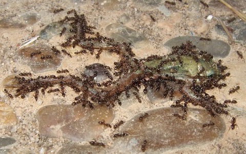 Plaga de hormigas argentinas amenaza a los anfibios de DoÃ±ana